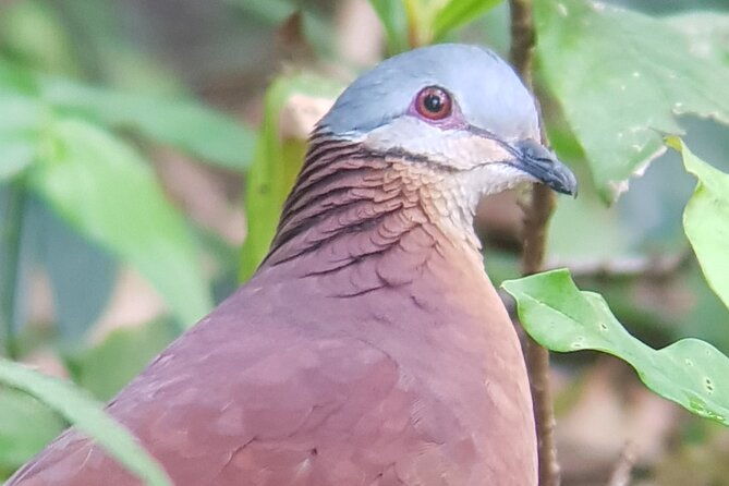 birdwatching-tour-in-monteverde