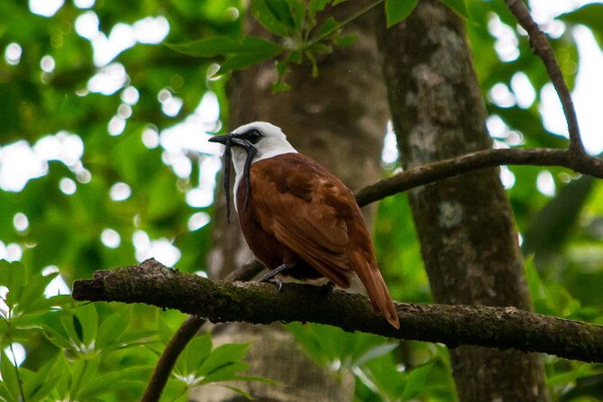 birdwatching-tour-unlock-the-wonder-whether-beginner-or-advanced