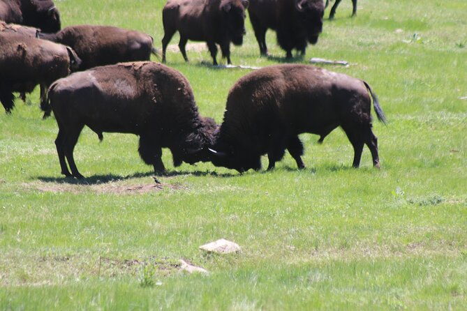 black-hills-family-fun-adventure