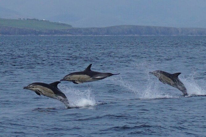 blasket-island-eco-tour