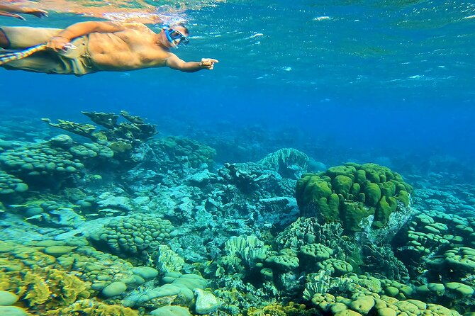 blue-parrot-snorkel-sail-with-4-course-lunch-or-dinner-in-aruba