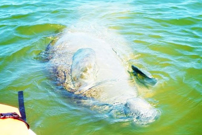 blue-springs-manatee-tours-wildlife-adventure-orlando