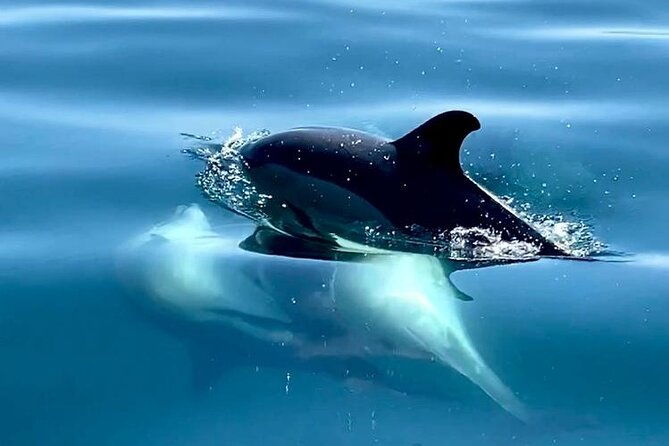 boat-trip-for-dolphin-watching-along-the-arrabida-coast-and-sesimbra
