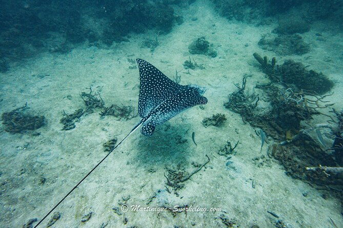 boat-trip-for-snorkeling-discovery-of-corals