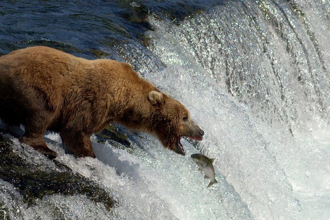 brooks-falls-katmai-bear-viewing-in-a-float-plane