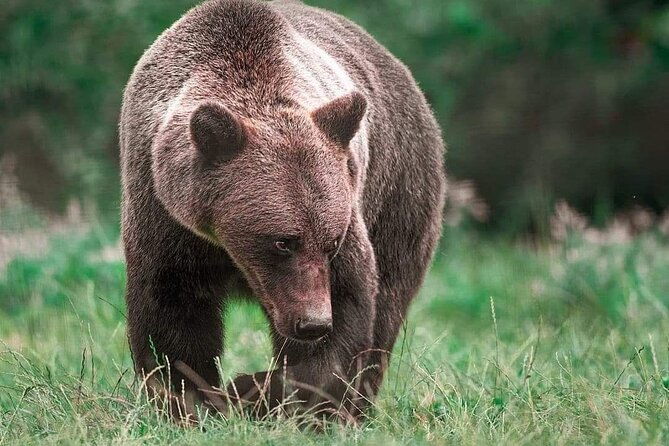 brown-bear-sanctuary-tour-from-brasov-entrance-ticket-guaranteed