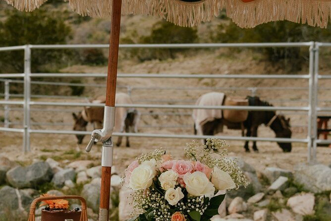 brunch-with-mini-rescue-burros-in-southern-california