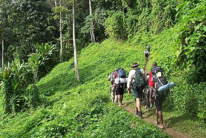 bush-hiking-to-explore-wild-plants-fresh-fruitsmontego-bay