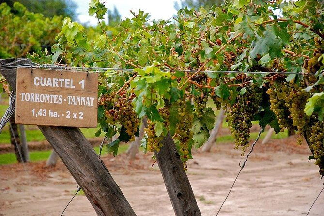 cafayate-wine-trail-excursion-explore-saltas-vineyards