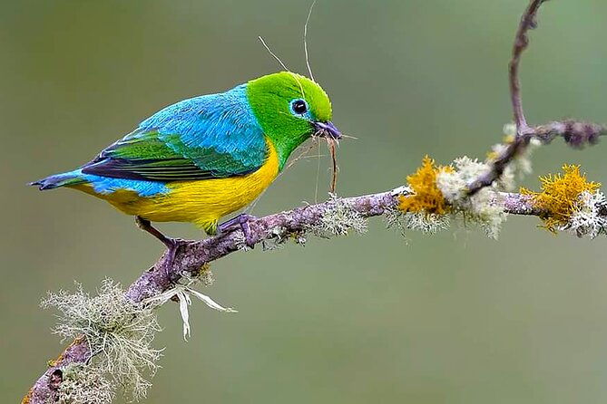 cali-birding-birds-of-the-cali-river-bird-watching