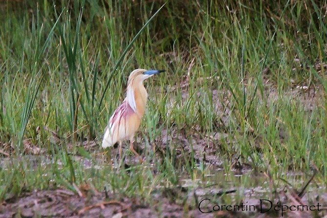 camargue-4x4-safari-day-2