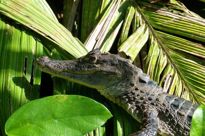 canoe-tour-in-tortuguero-national-park-3