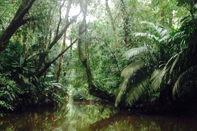 canoe-wildlife-spotting-on-small-canals-of-tortuguero-park