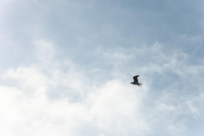 canoeing-birdwatching-on-the-mangrove-forest-in-la-virgen-lake