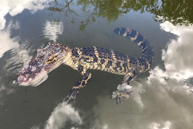 captain-willy-airboat