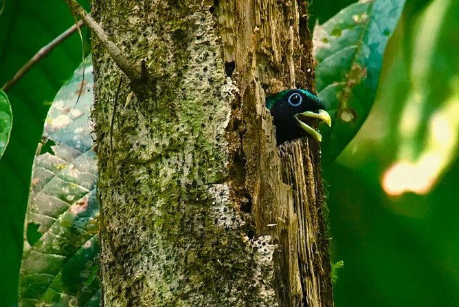 carara-national-park-birdwatching-private-guided-tour-experience