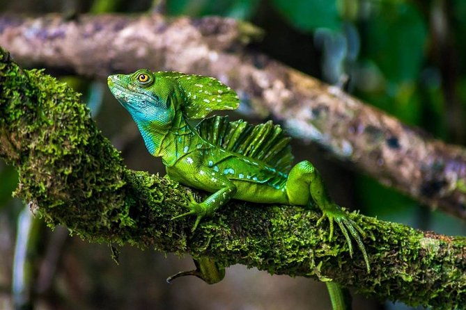 caribbean-costa-rica-5-day-tour-with-tortuguero-national-park-and-puerto-viejo