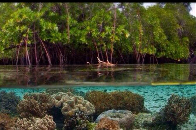 cas-cay-kayak-hike-and-snorkel-adventure
