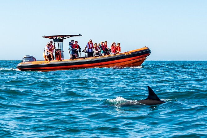 cascais-coast-dolphin-watching-2
