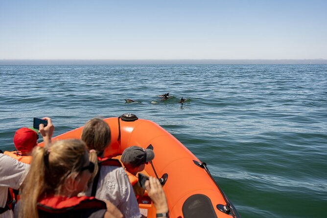 cascais-coast-dolphin-watching