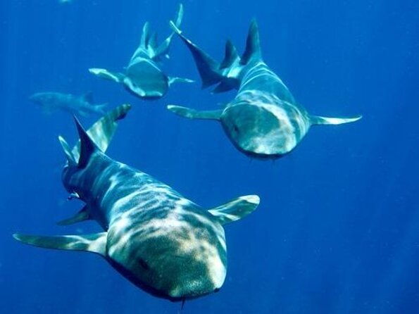 caye-caulker-sailing-with-snorkeling-hol-chan-and-shark-ray-alley