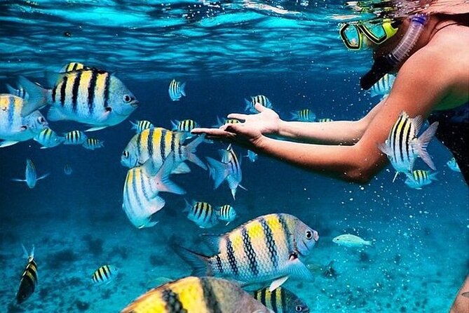 cayman-3-in-1-combo-starfish-point-stingrays-and-reefs
