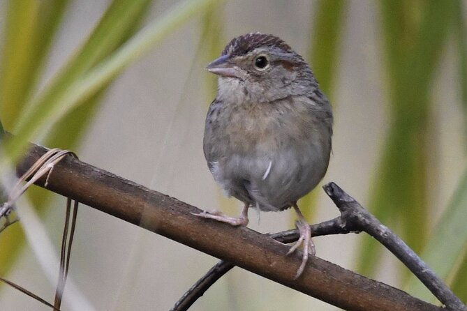 central-florida-half-day-private-birding-activity-2-person-max-2