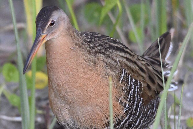 central-florida-half-day-private-birding-activity-2-person-max