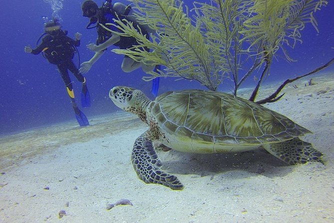 certified-2-tank-scuba-diving-tour-from-montego-bay