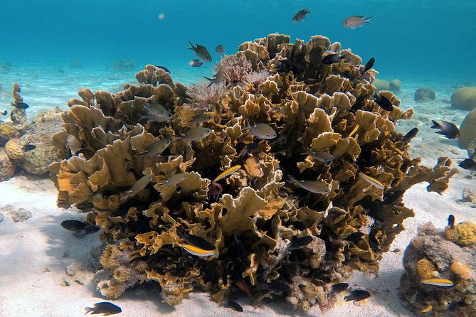 certified-scuba-diving-in-curacao