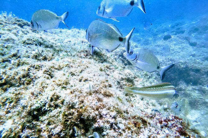 chania-guided-snorkeling-and-boat-excursion-2