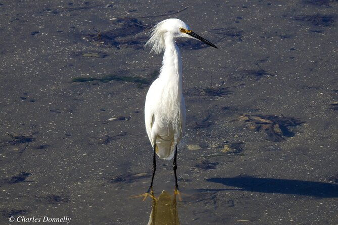 charleston-bird-watching-tour