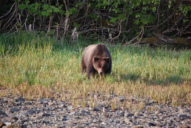 chichagof-island-tour-brown-bear-search