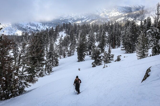 chickadee-ridge-beginner-snowshoe-activity