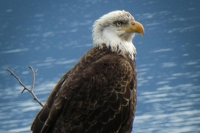 chilkoot-wilderness-and-wildlife-viewing-2-5-hrs-in-haines