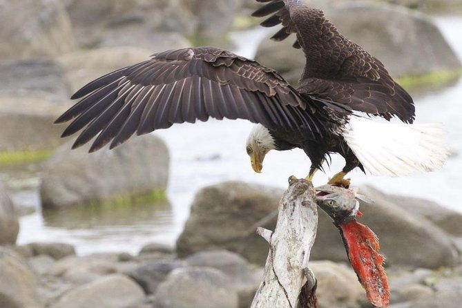 chilkoot-wilderness-and-wildlife-viewing-6-5-hrs-from-skagway-2