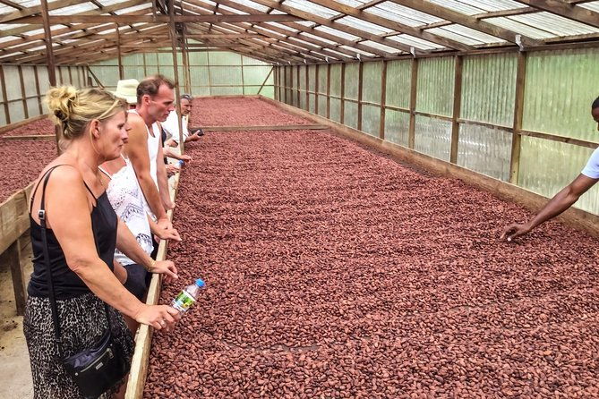 chocolate-factory-belmont-estate-annandale-falls-grand-etang-lake-tour