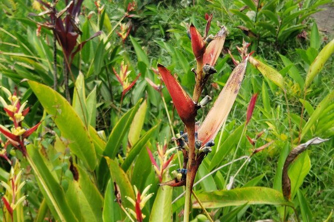 city-tour-with-botanical-gardens-trafalgar-falls-morne-bruce