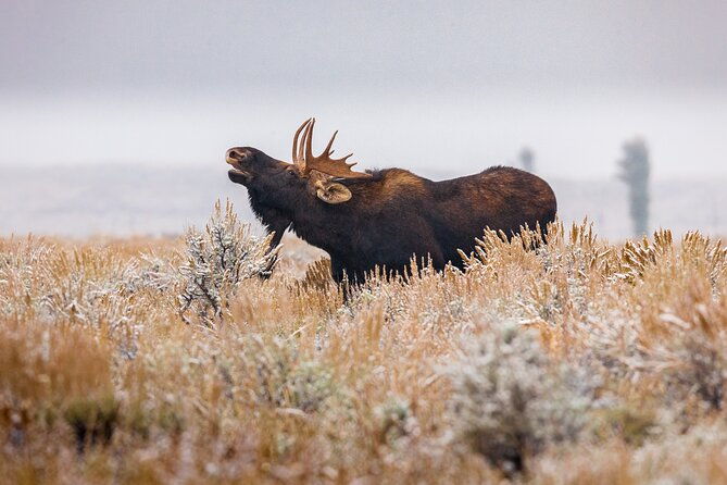 classic-yellowstone-national-park-lower-loop-picnic-lunch-tour