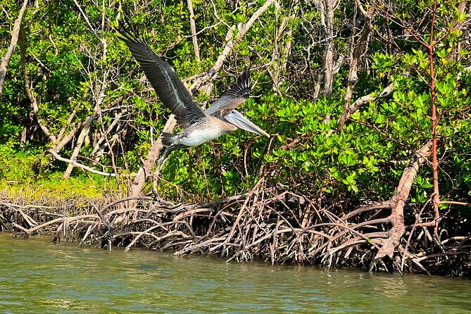 clear-standard-kayak-self-guided-island-ecotour-bonita-springs