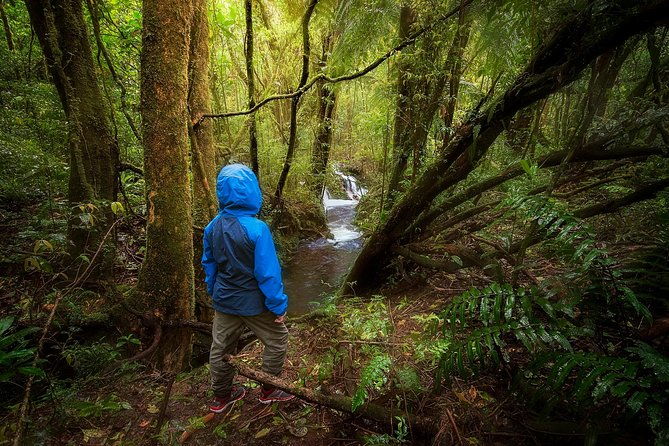 cloud-forest-hike-at-juan-castro-blanco-national-park