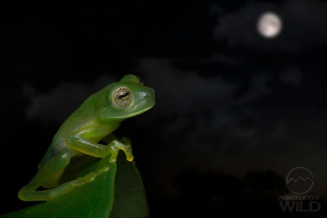 cloud-forest-night-walk-in-monteverde-monteverde-wild