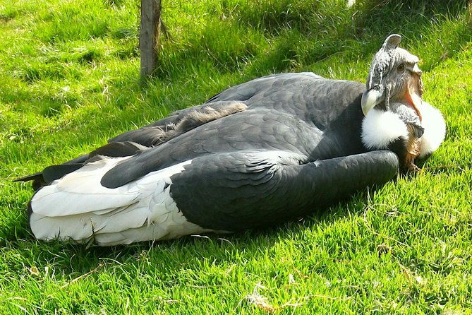 cochahuasi-animal-sanctuary-admission-ticket