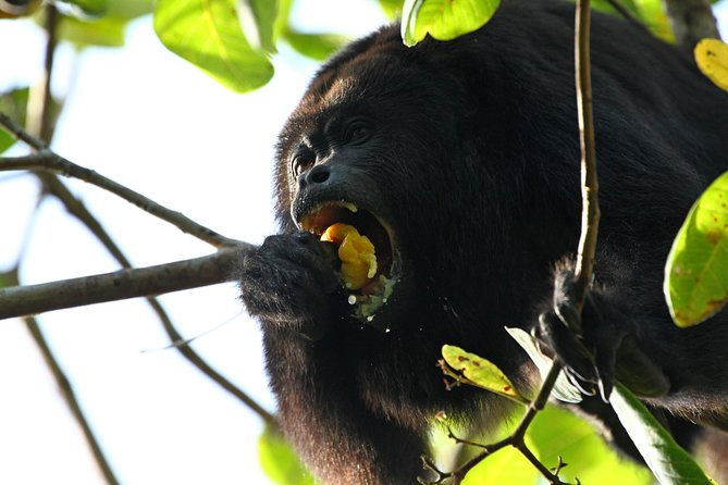cockscomb-basin-wildlife-sanctuary-and-jaguar-preserve