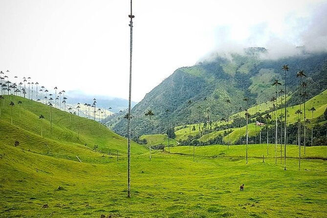 cocora-salento-and-filandia-the-daughter-of-the-andes-walking-tour-in-quindio