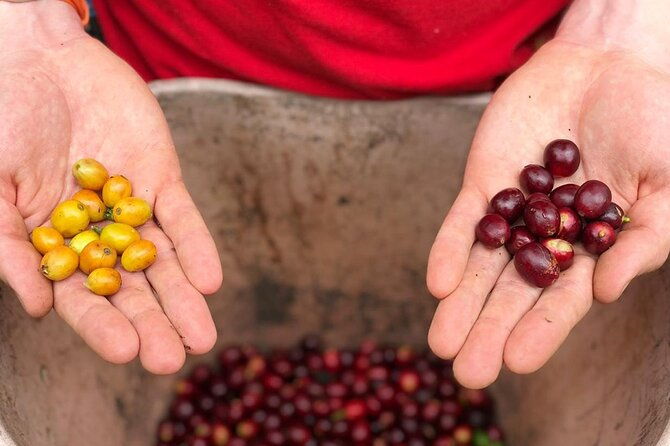 cocora-valley-salento-and-coffee-farm-day-tour-3