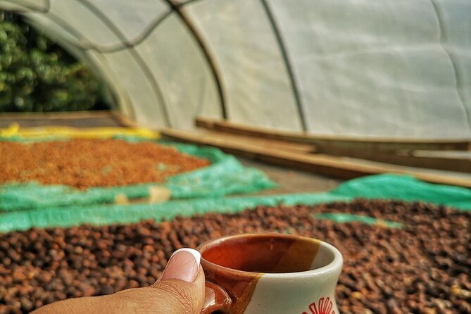 coffee-experience-from-plant-to-cup-in-medellin