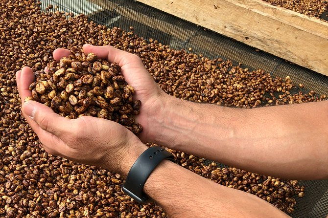 coffee-farm-and-salento-walking-tour