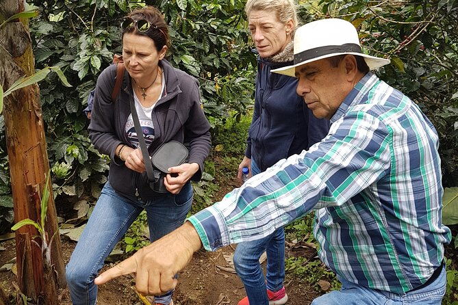 coffee-region-andes-mountains-coffee-tour-pijao-buenavista