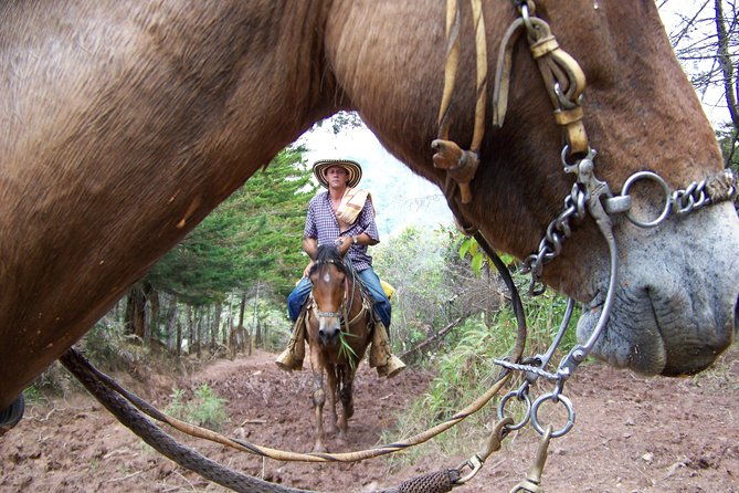 coffee-tour-in-horse-riding-and-lunch-in-medellin